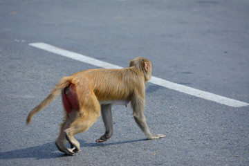 Baby monkey cross the Road, Concept saving Animals