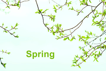 Spring, blooming green buds and shoots on trees. Inscription spring