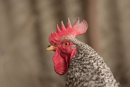 Motley chicken Amrock in nature in the farm yard