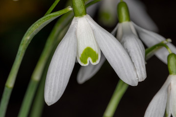 Flowering white and green Snow Drop in winter