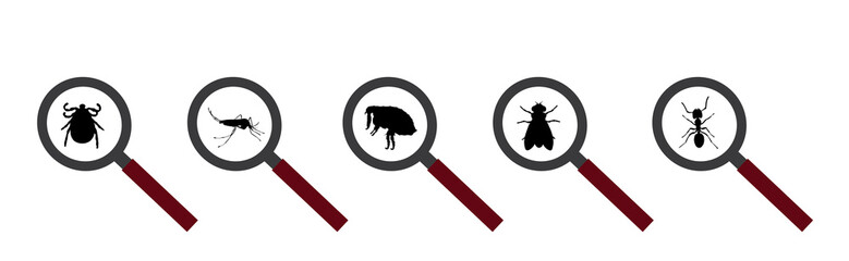 Vector silhouette of flea and fly and tick and mosquito under magnifying glass on a white background. Symbol of parasites like set together. - obrazy, fototapety, plakaty