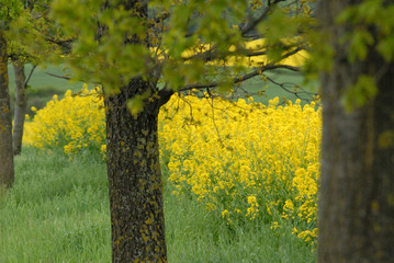 landscape around Hanover