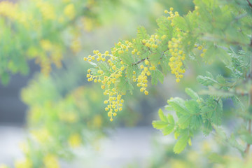 咲き始めのミモザ