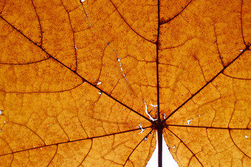 Structure of a Norwegian maple autumn leaf with the contrast of the sunlight