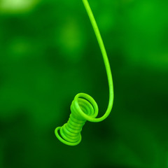 Green Spiral branch hanging from a plant © Eli Brown