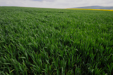 landscape around Hanover