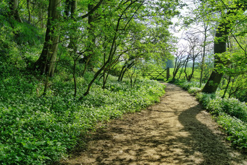 Fototapeta na wymiar A path through an English woodland in Spring