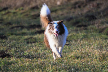 Fototapeta na wymiar Chocolate - Merle Border Collie rennt beim morgendlichen Spaziergang auf den Feldern im Winter