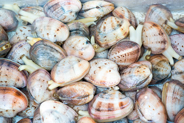 Fish-market-in-Hong-Kong-China