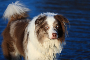 Fototapeta premium Chocolate - Merle Border Collie mit blauen Augen steht im Wasser im Sonnenschein und aus seinem Maul fallen Tropfen