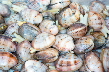 Fish-market-in-Hong-Kong-China