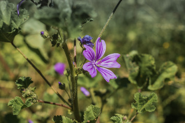 flor violeta en fondo verde 