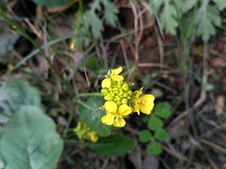yellow flower with leaves in a garden.