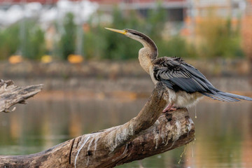 Australasian Darter