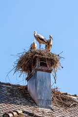 Stork bird nesting on a roof chimeny in Spring