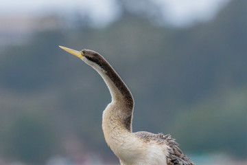 Australasian Darter