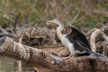Australasian Darter