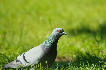 Beautiful portrait of a Feral pigeon or dove sitting in summer sunlight in green gras in the park, Columba livia domestica