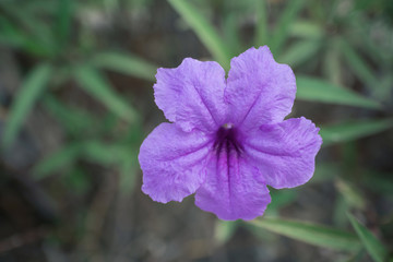 Obraz premium blooming purple flower in garden, shallow depth of field