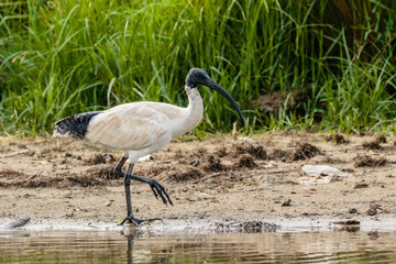 Fototapeta premium Australian White Ibis looking for food