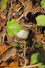 Schnecke