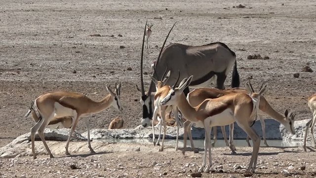 Herd of Thomson gazelle and gemsbuck at waterhole in desert area of Etosha National Park in northwestern Namibia