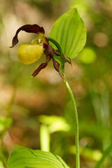 Frauenschuh, Cypripedium calceolus