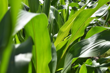  corn leaves