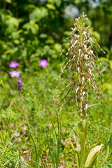 Bocks-Riemenzunge oder Bocksorchis, Himantoglossum hircinum
