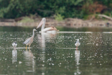 Black-winged Stilts looking for food