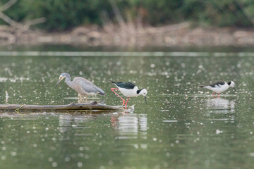 Black-winged Stilts looking for food