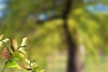 Green twigs on a blurred green background