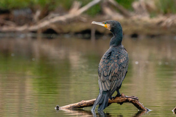Great Cormorant on a perch in a lake