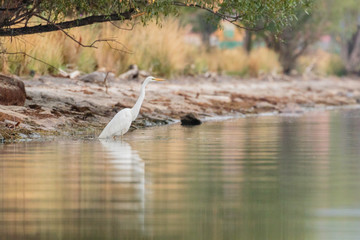 Intermediate Egret