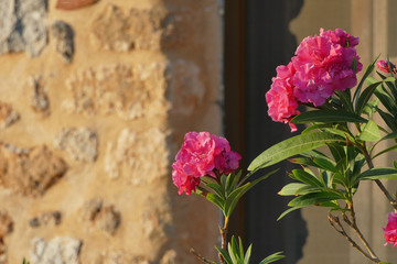 Fototapeta na wymiar Beautiful pink oleander in the September sun