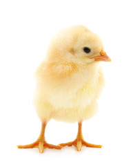 Small yellow chicken.