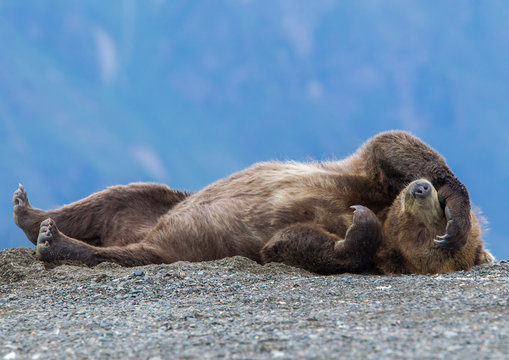 Grizzly Bear Relaxing On Ground