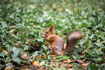 A close up of a grey squirrel eating a nut