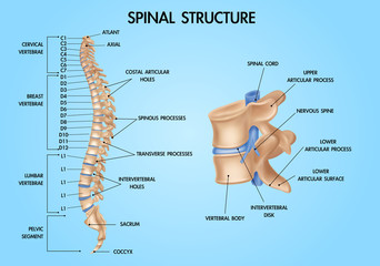 Spine Anatomy Realistic Chart 