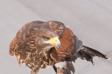 brown eagle close-up, yellow beak, white background.