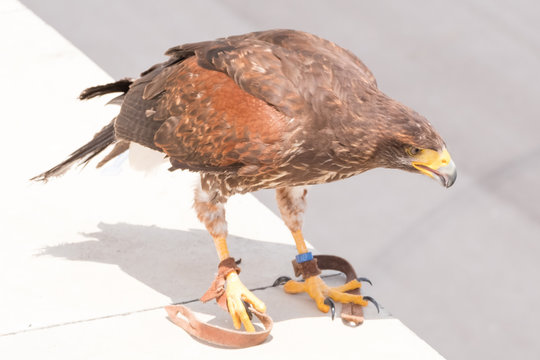 brown eagle is waiting with leather straps on its legs