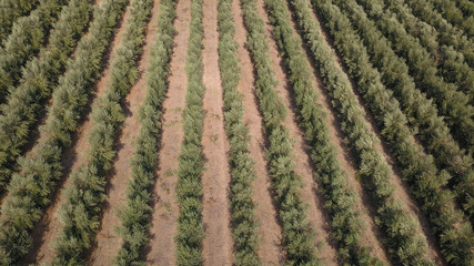 Drone shot of a huge Olives Grove. Plantations of Olives.
