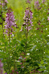 Diptam, Dictamnus albus.