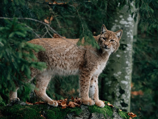 Naklejka na ściany i meble Lynx at Bayerischer Wald National Park
