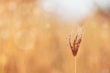 Flower of grass and brown blur background