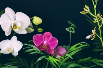 Tropical multicolored оrchid flowers with green branches and leaves on black background. Indoor plants or wild jungle