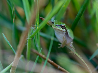 European frog hidden on a branch