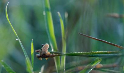 European frog hidden on a branch
