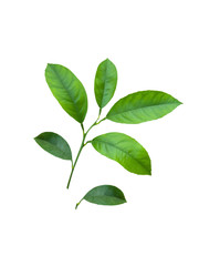 Citrus tree branch with green leaves isolated on white background with clipping path. Lemon, tangerine or orange tree.