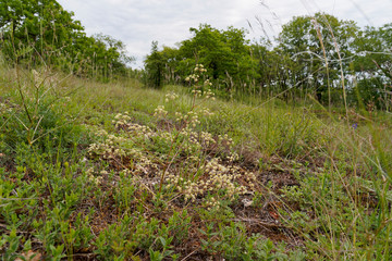 Fototapeta premium Landschaft im Naturschutzgebiet Mäusberg bei Karlstadt, Landkreis Main-Spessart, Unterfranken, Bayern, Deutschland.